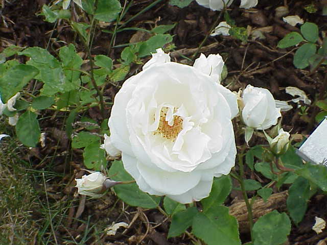 Weisser Engel