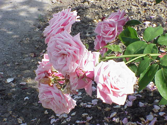 Blossomtime