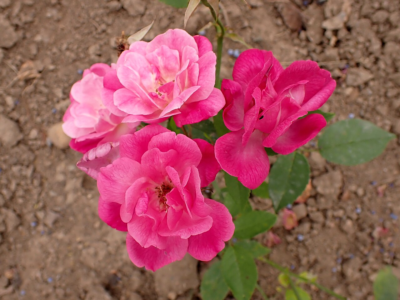 Alice Hamilton
