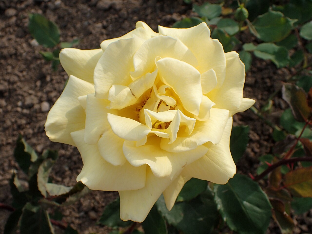 Belle Étoile