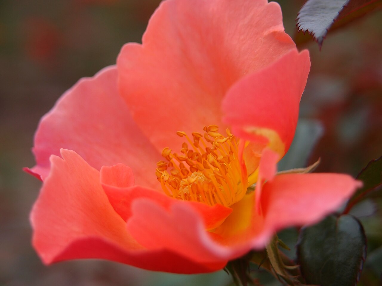 Fragrant Delight