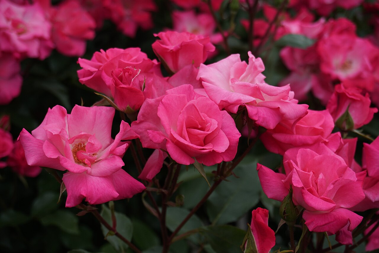 Vie en Rose