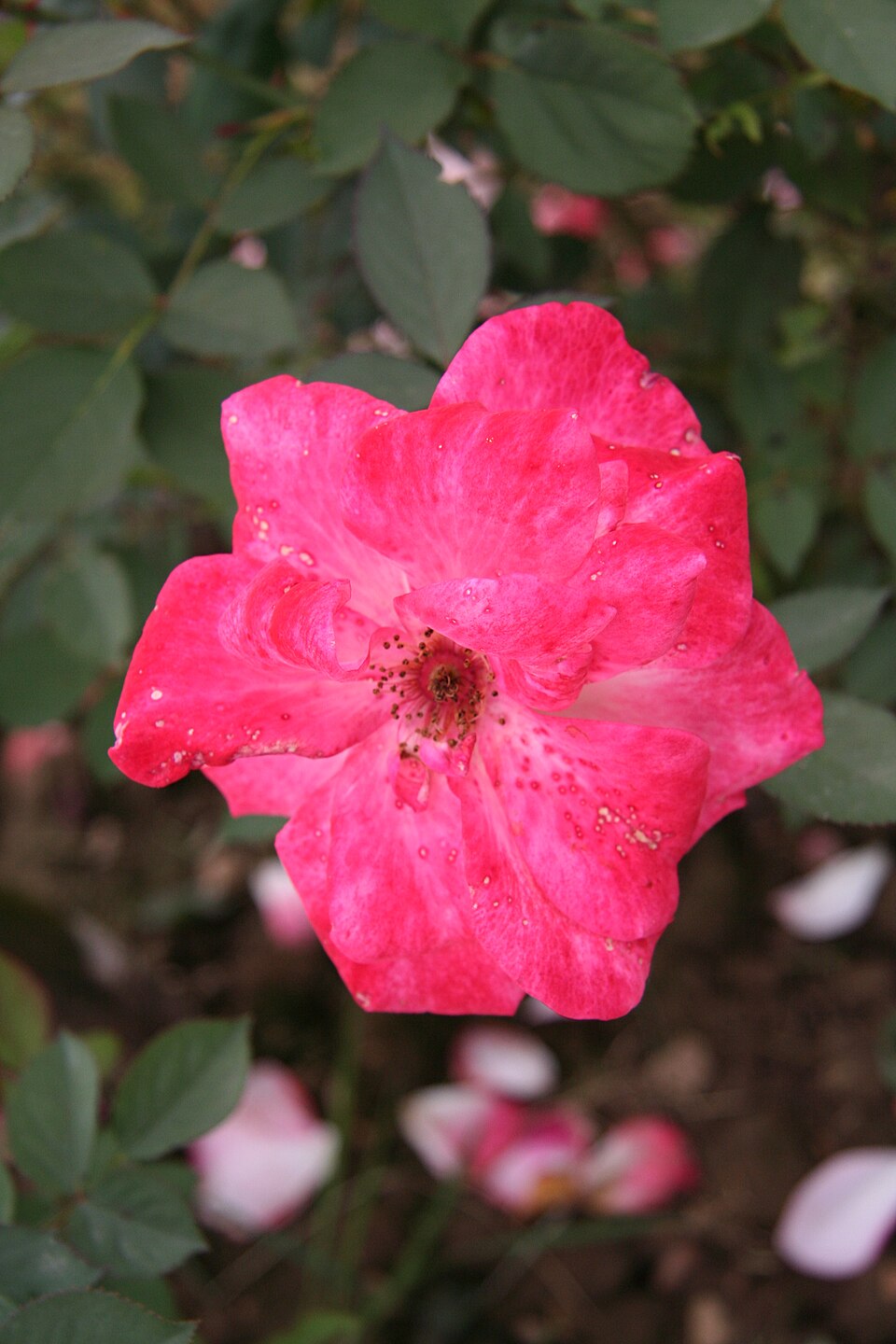 Shantung