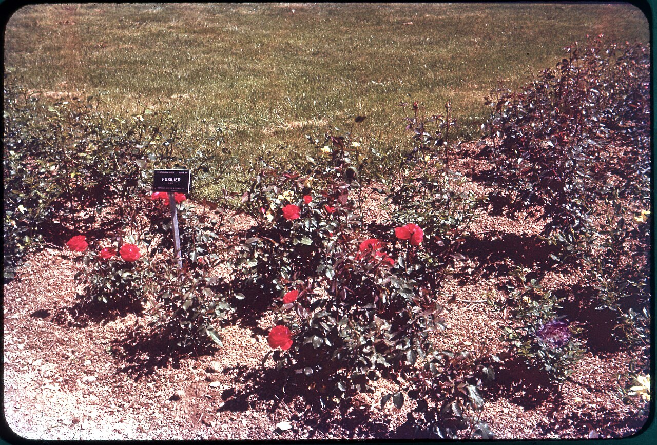 Fusilier rose