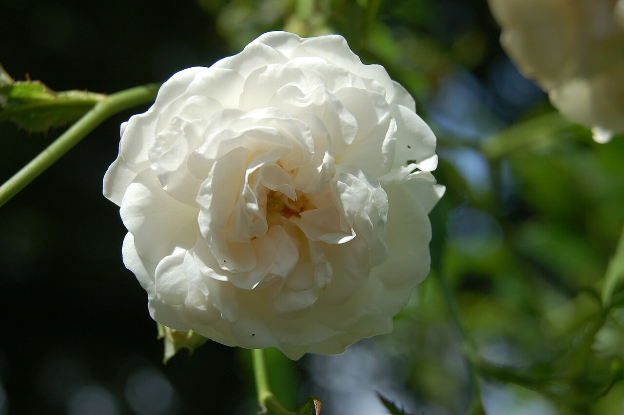 White Dorothy rose