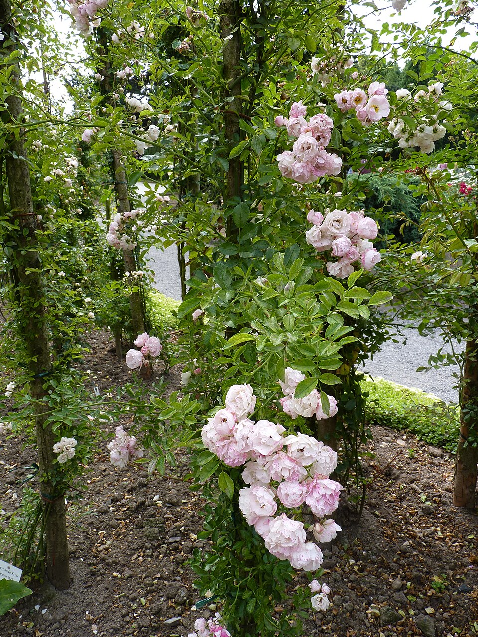 Fernande Krier rose