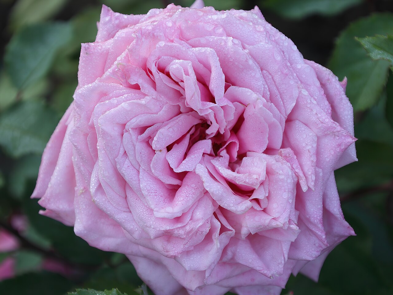 Belinda's Rose