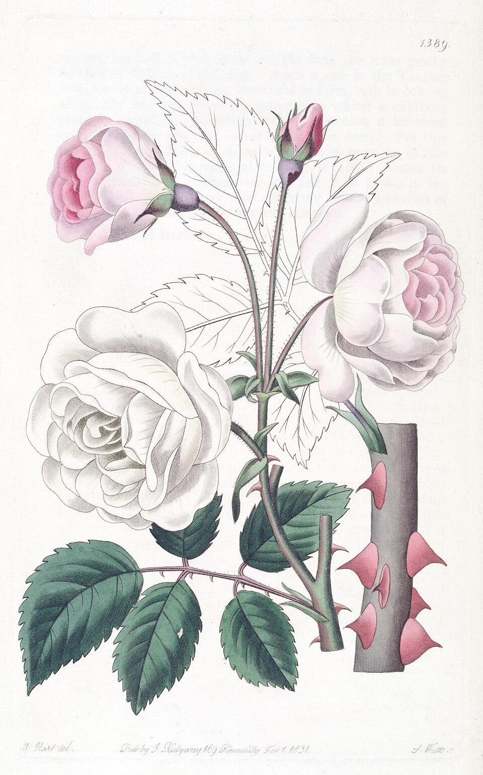 Ruga rose