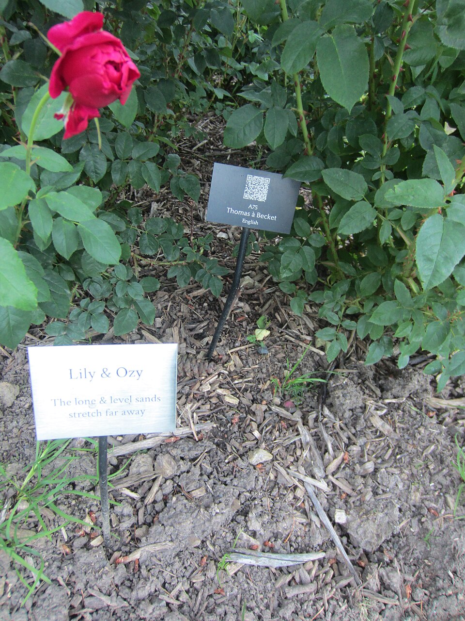 Thomas à Becket rose