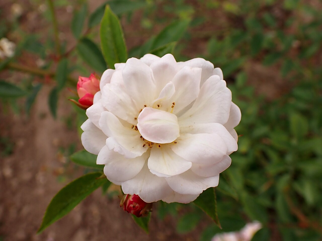 White Cécile Brunner