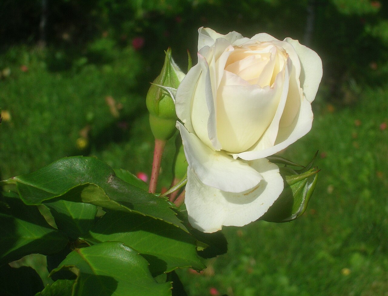 White Meidiland