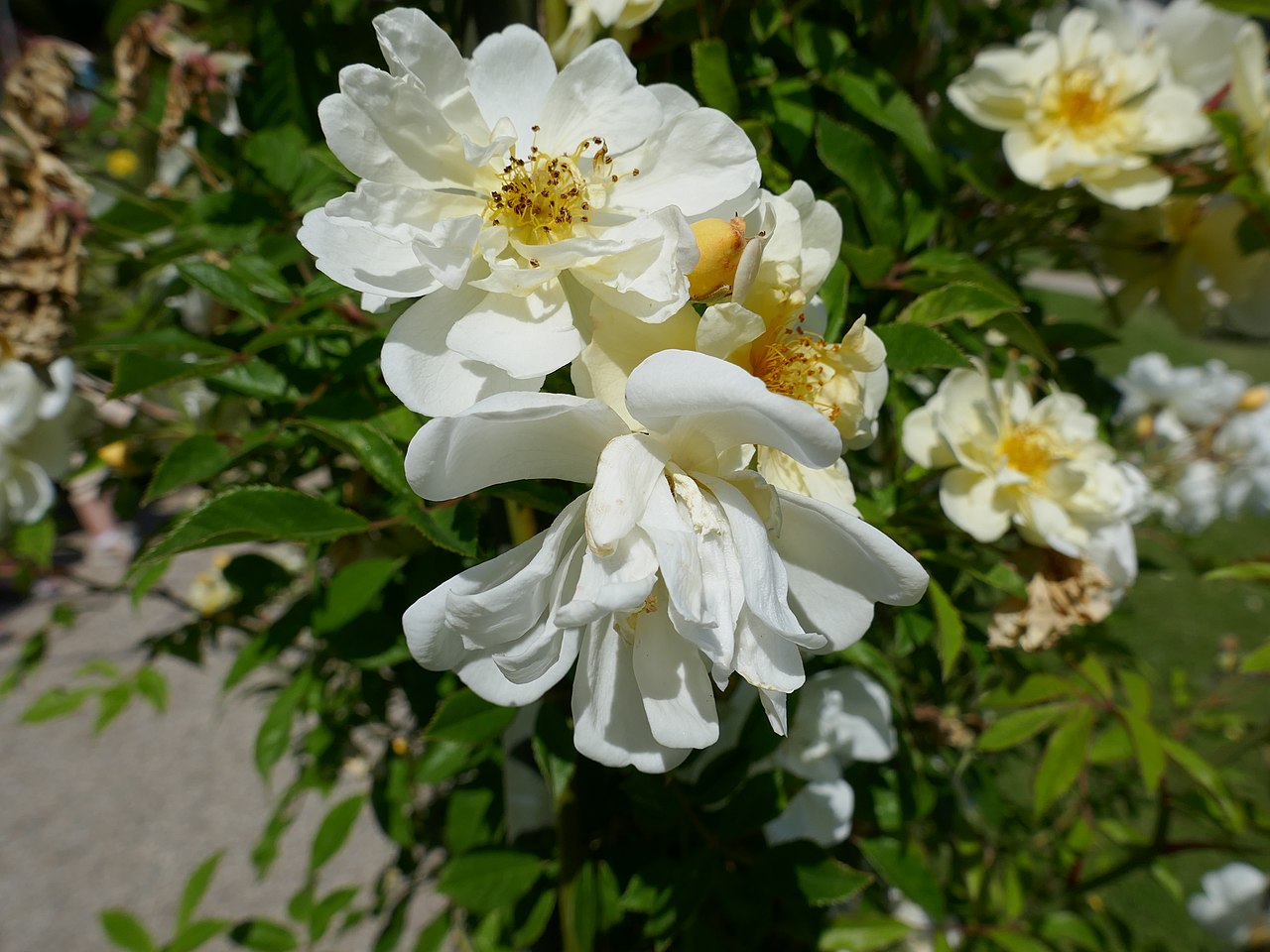 Christine Hélène rose