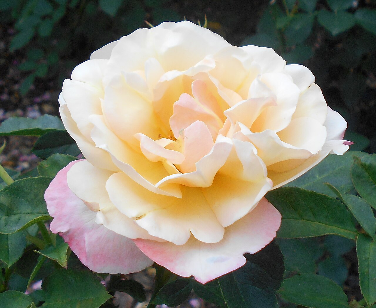 Apricot Queen Elizabeth