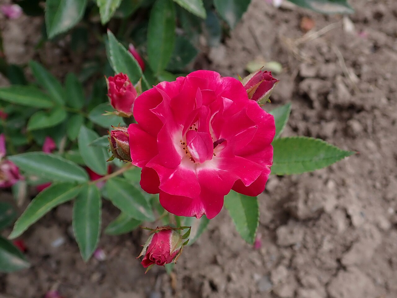 Merveille des Rouges