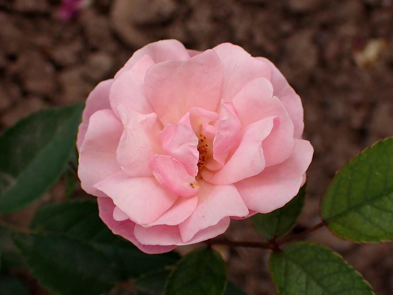 Perle Orléanaise