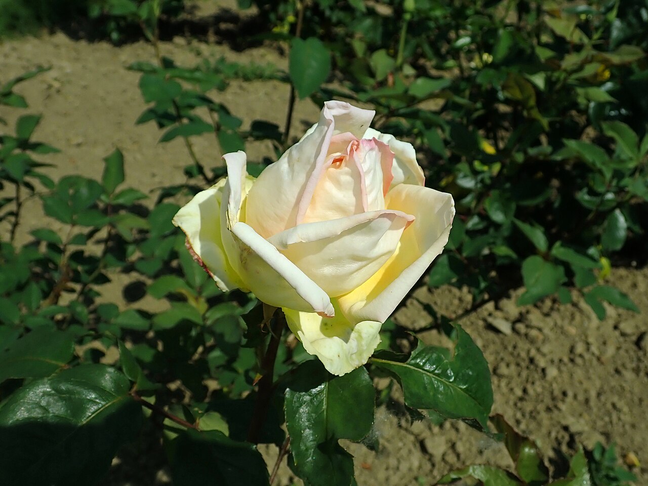 Reinhard Pusch