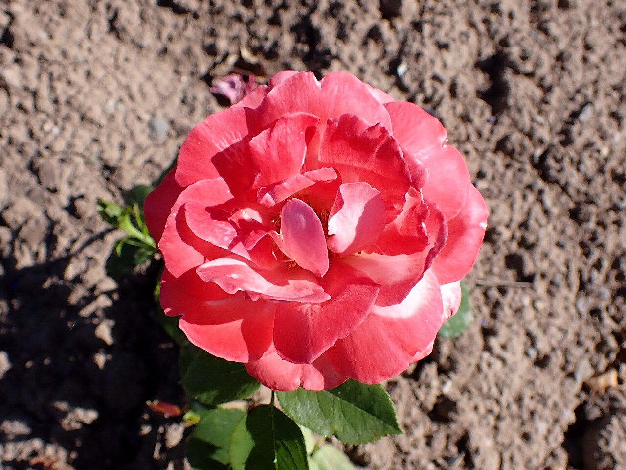Arioso