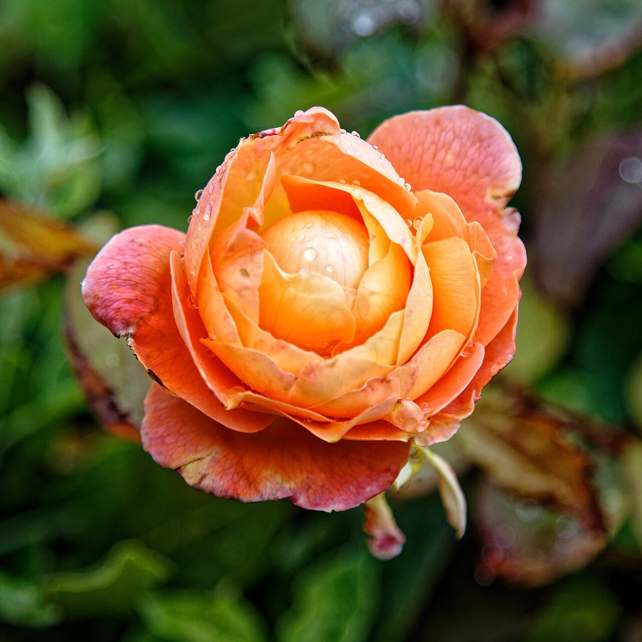 Lady Emma Hamilton