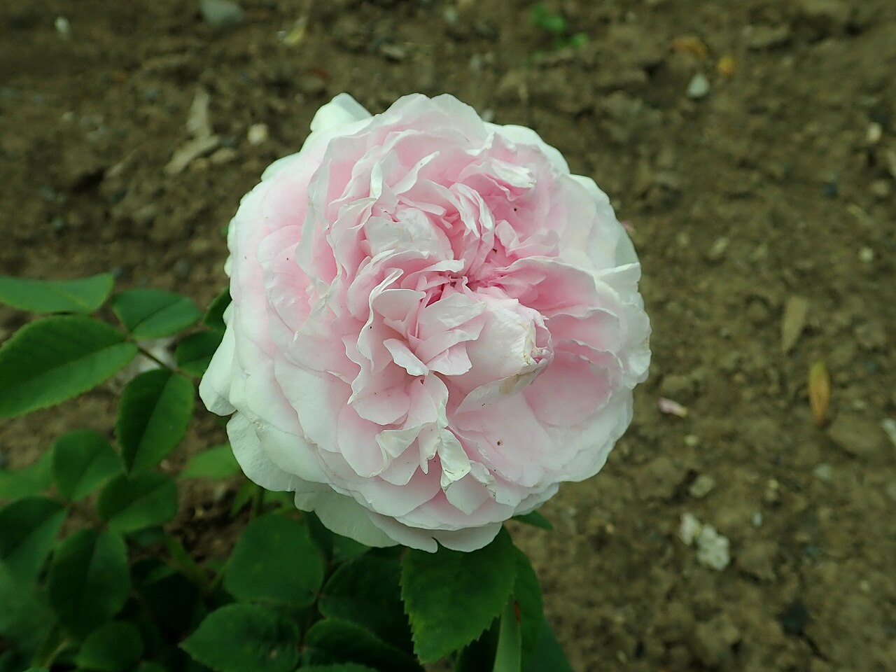 Belle Galatée