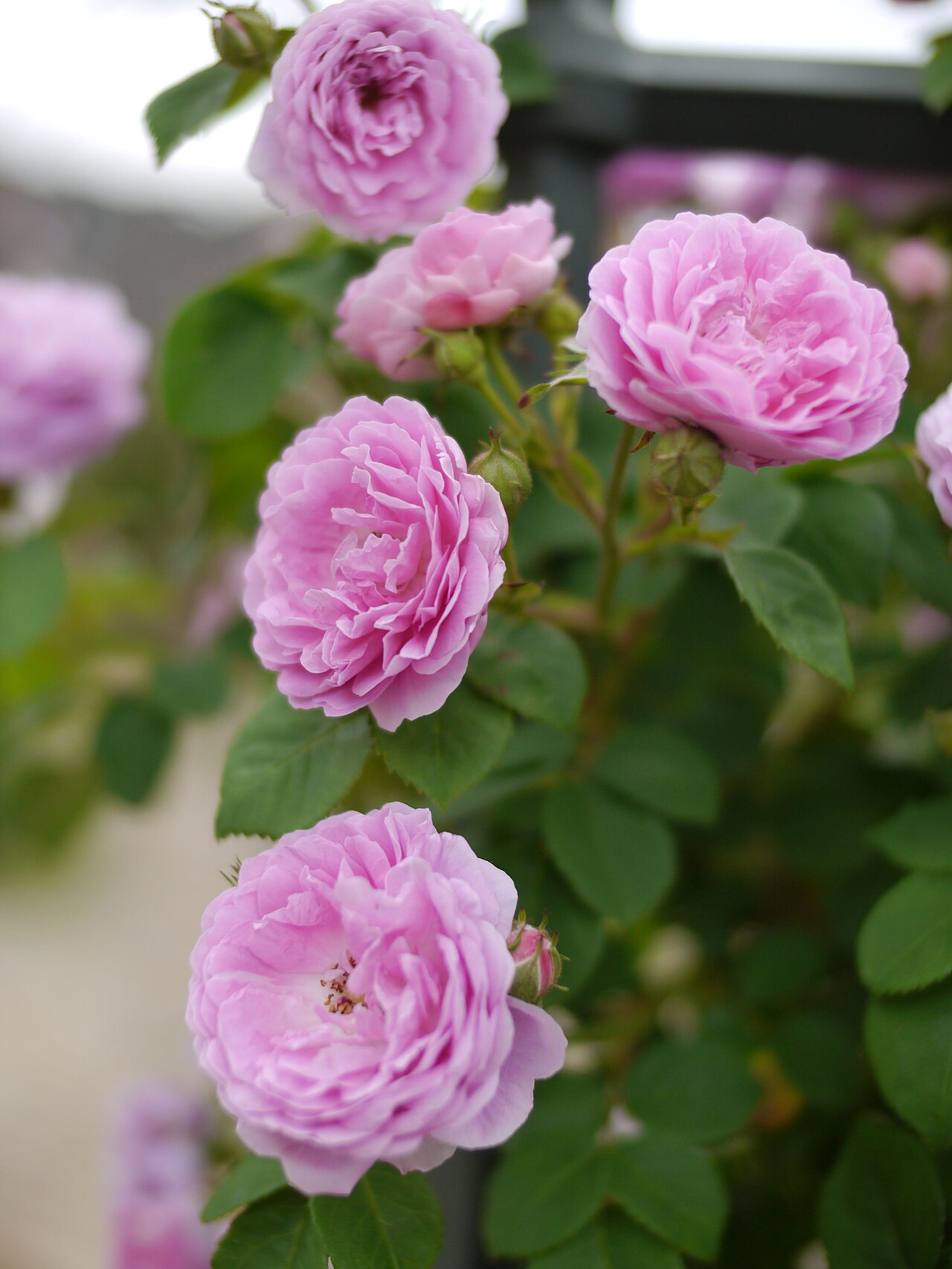 Forstmeister's Heim rose