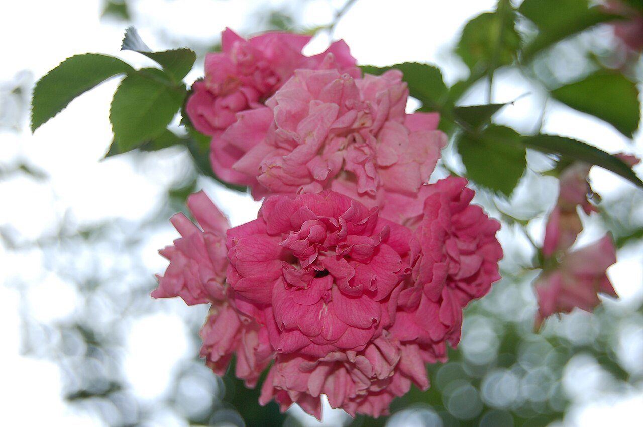 Christian Curle rose