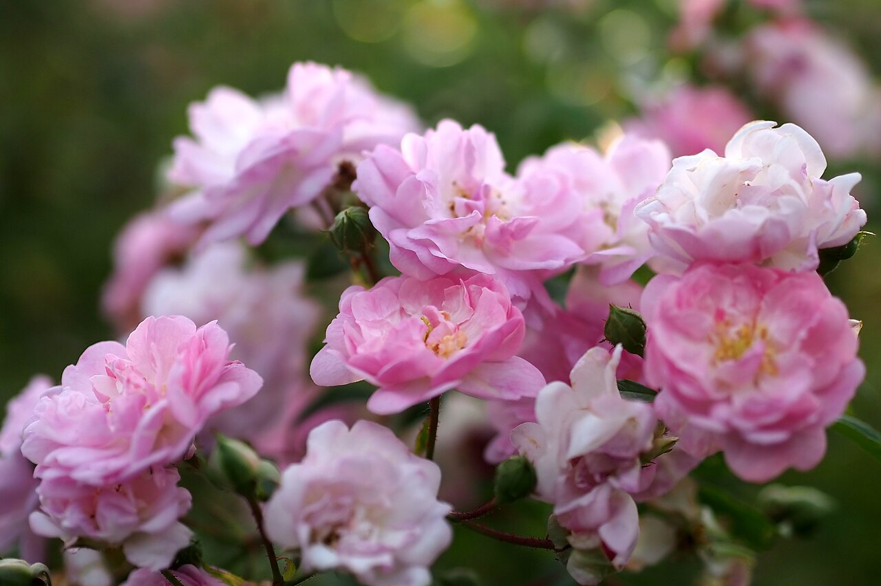 Fairyland