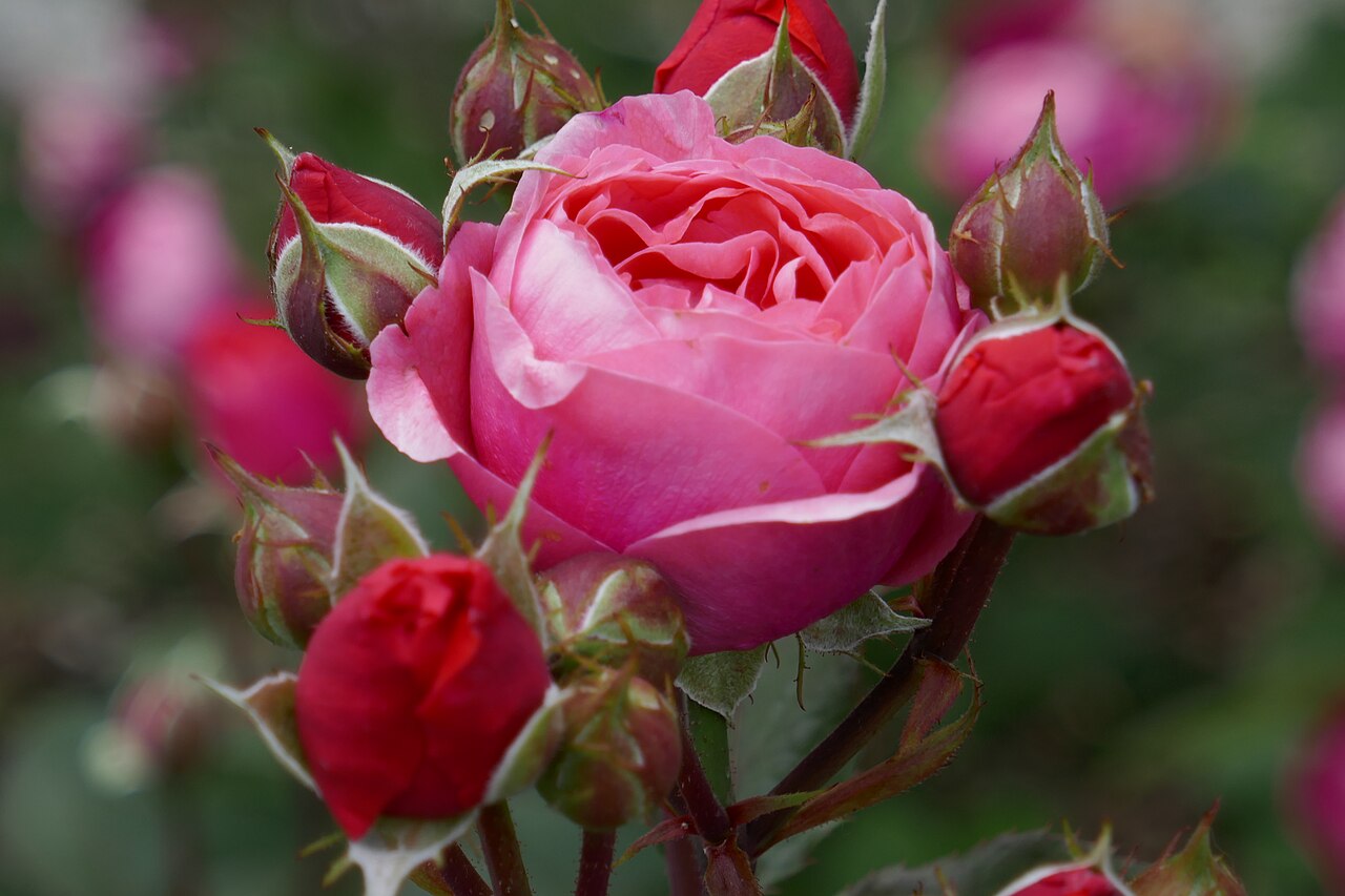 Gartenprinzessin Marie-José