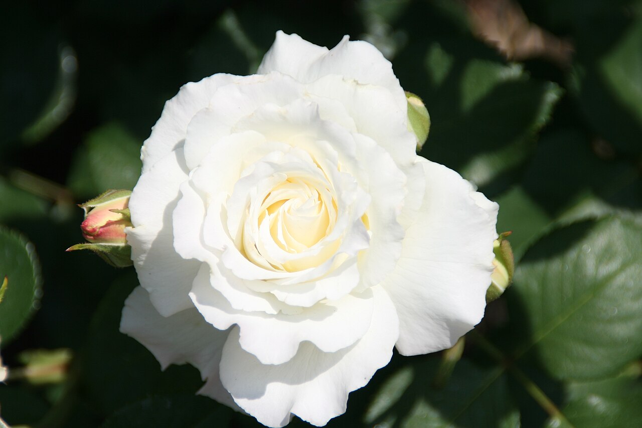 White Lightnin'