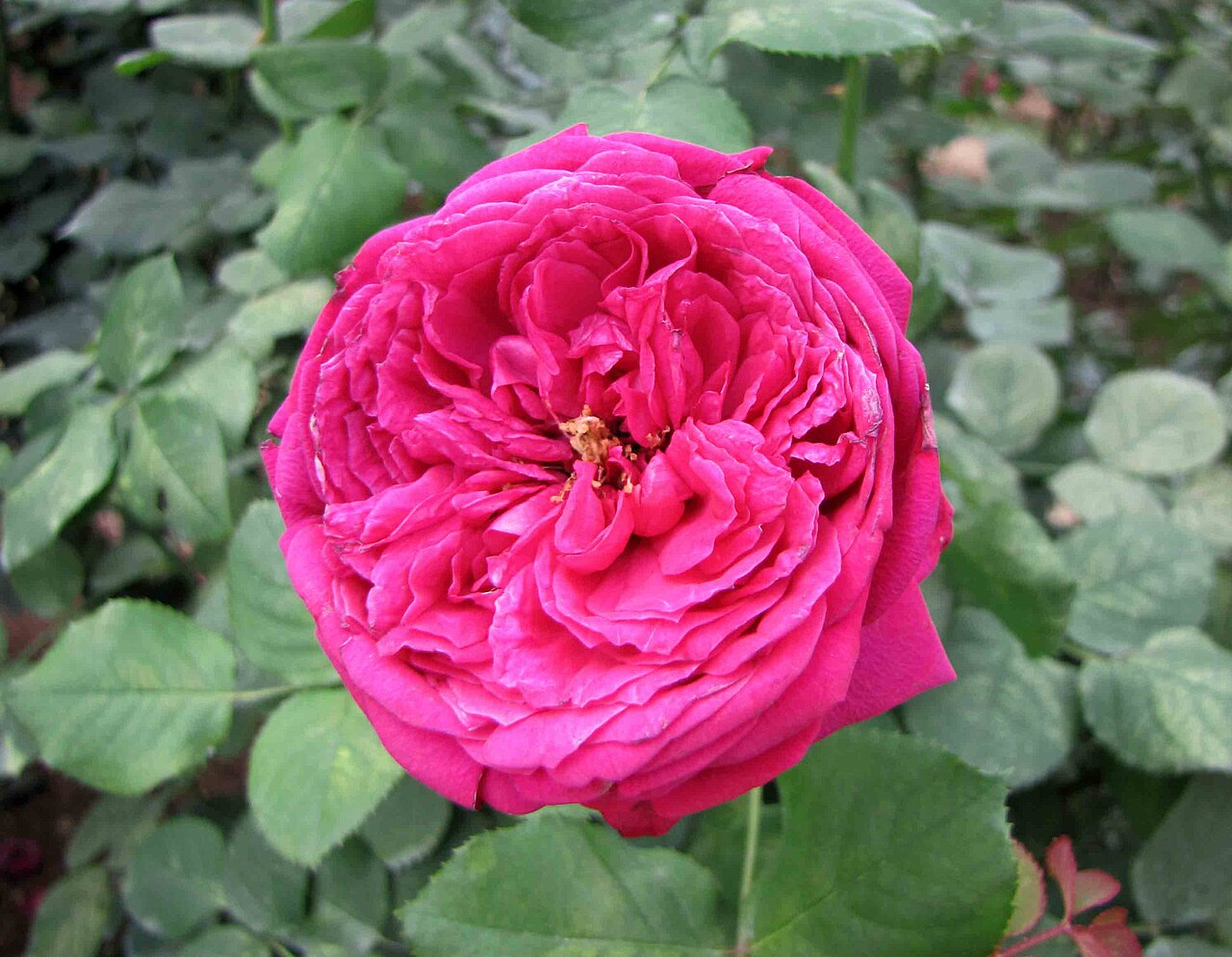 Pink Traviata