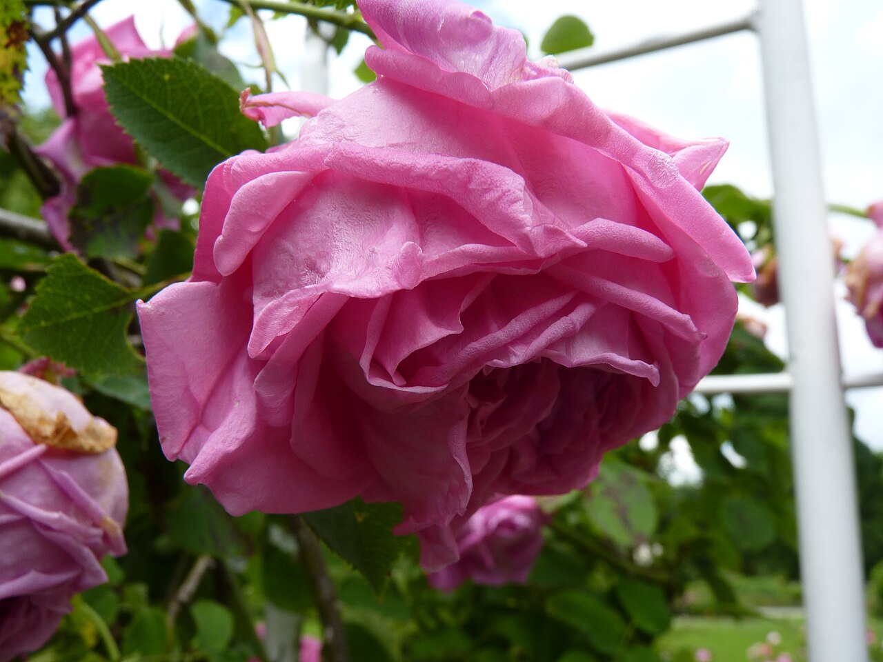 Aurelia Liffa rose