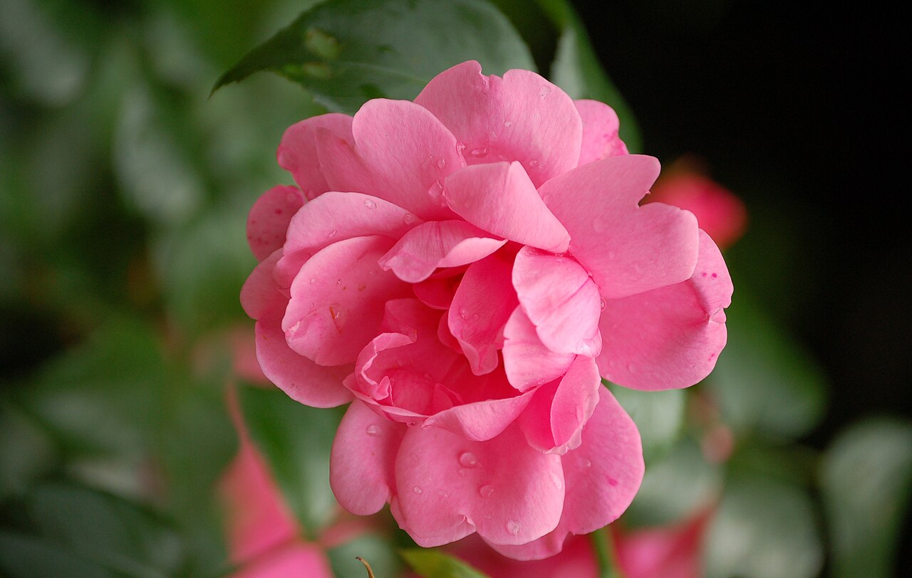 Pink Meilove