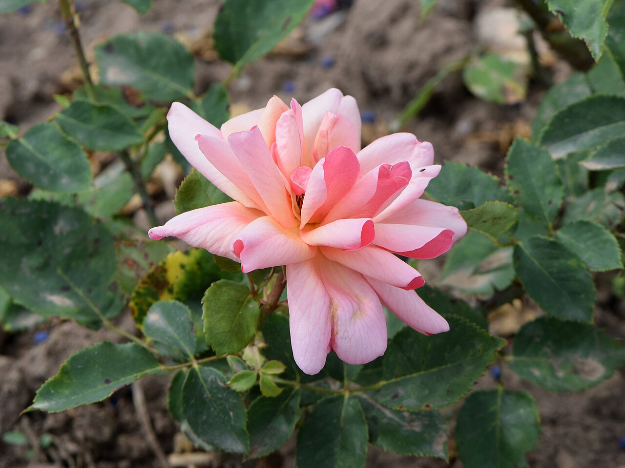 Comtesse Vandal