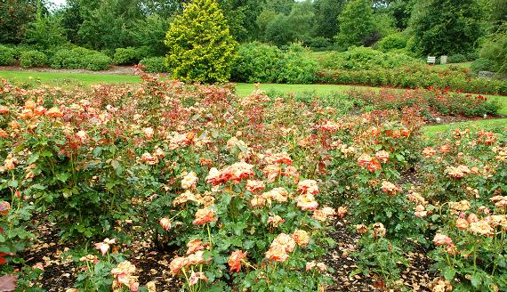 The Audrey Hepburn Rose
