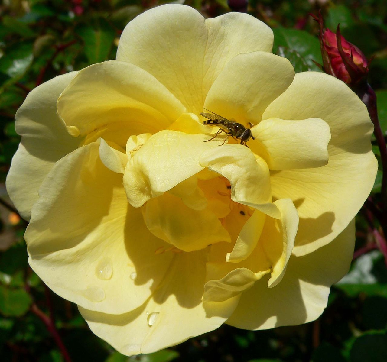 Poulsen's Yellow