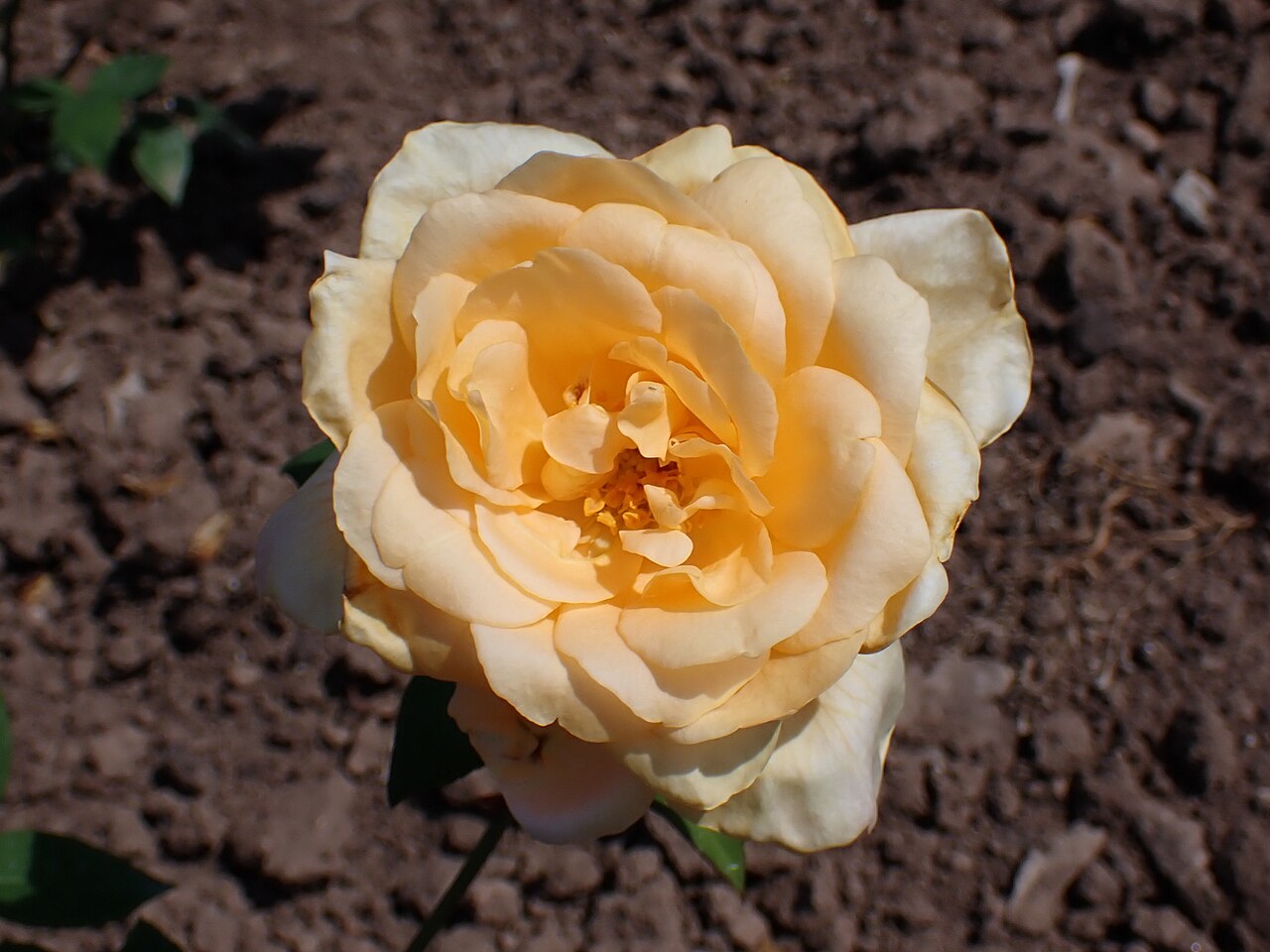 Roselandia