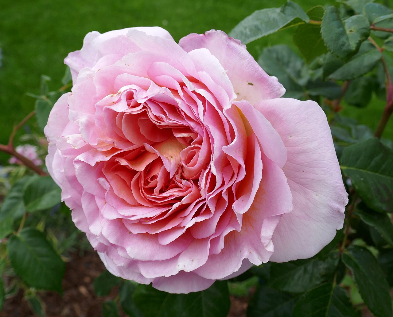 Abraham Darby