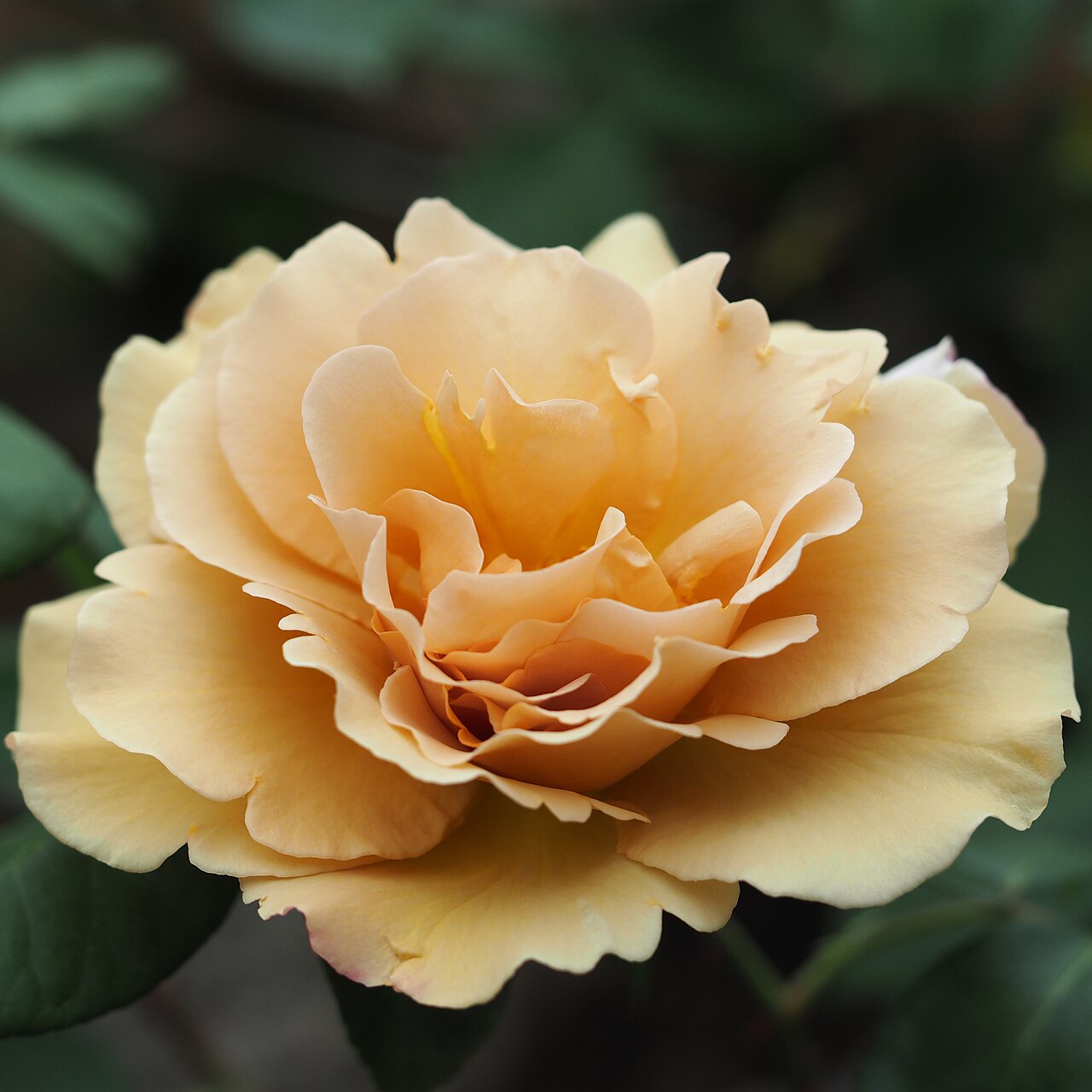 Butterscotch