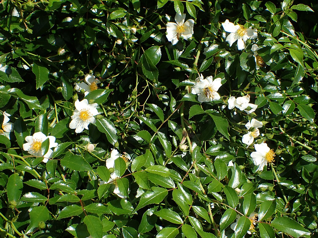 White Decumba