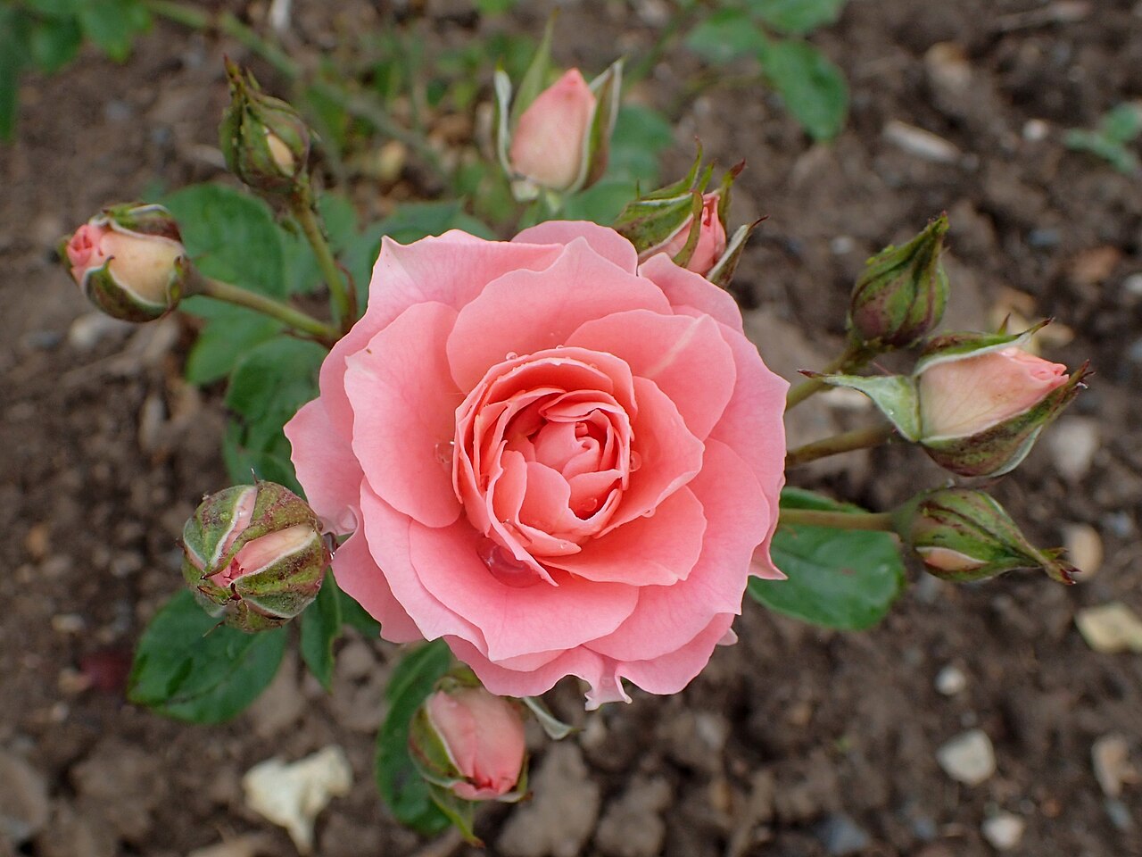 Pink Meillandina