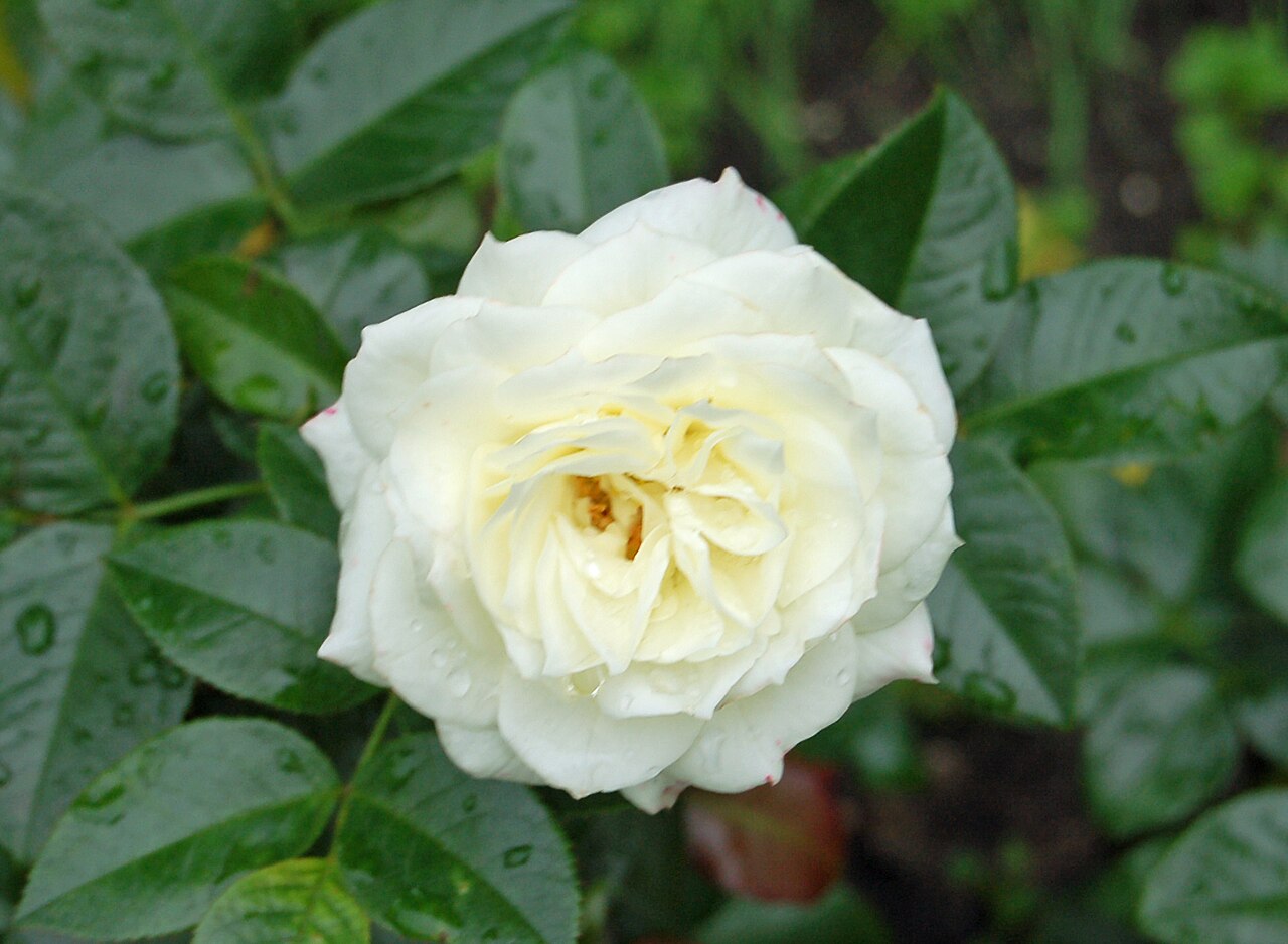 Alabaster