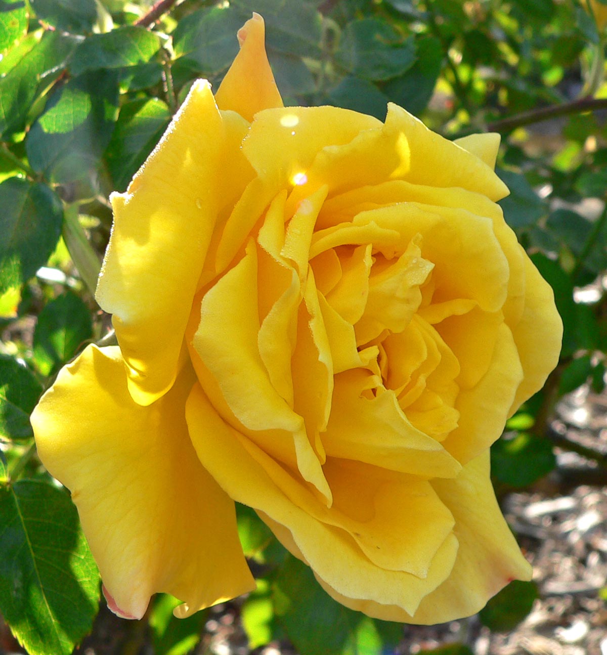 Golden Scepter