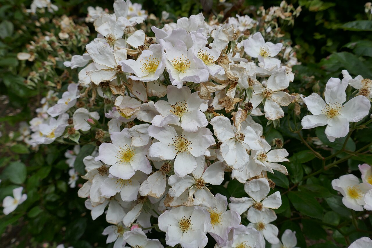 White Crystal