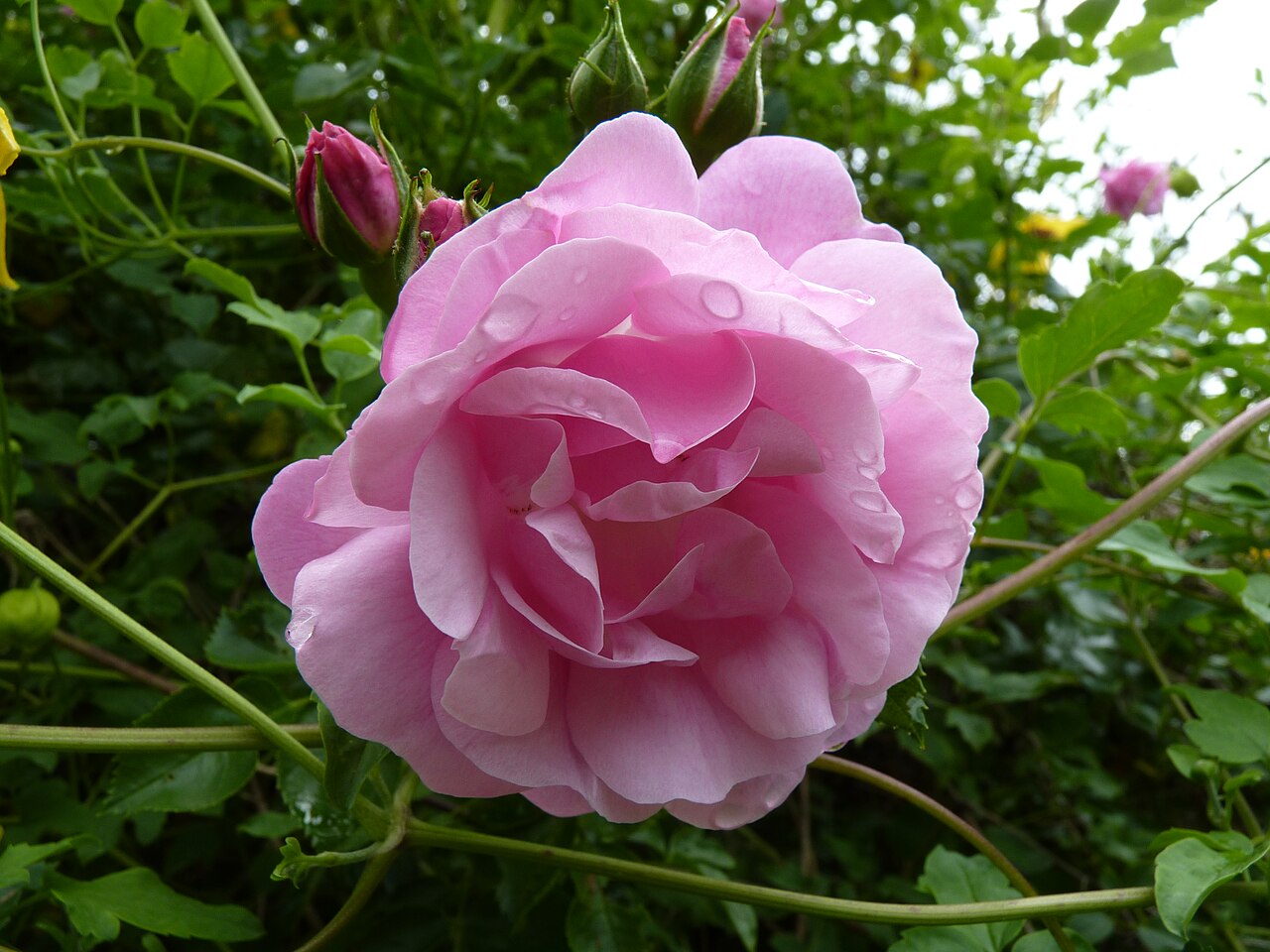 Fragezeichen rose