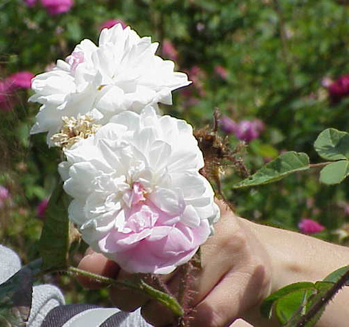 Shailer's White Moss
