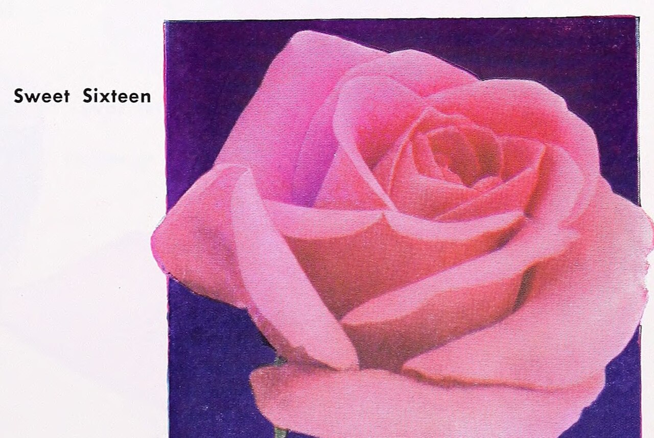 Sweet Sixteen