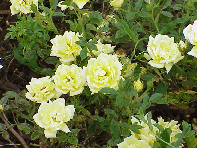 Tapis Jaune