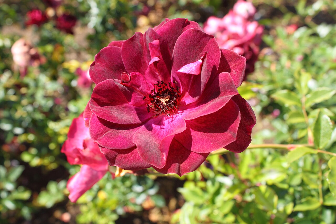 Burgundy Iceberg