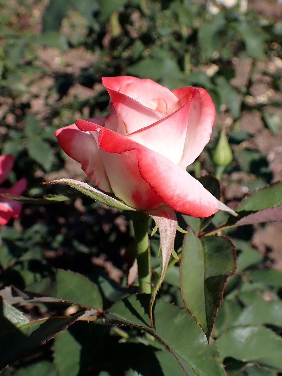 Harmonia sub Rosa