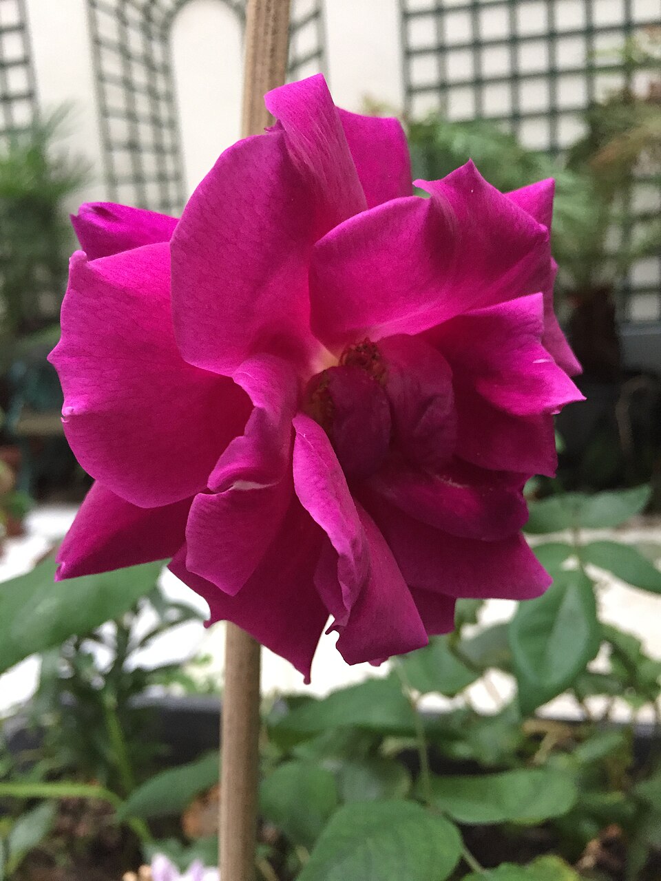 Madame Georges Petit