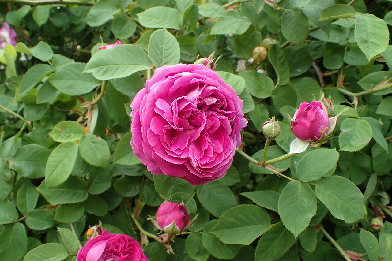Blush Damask